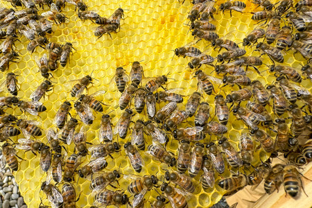 Symbolfoto Bienen