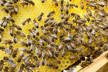 Symbolfoto Bienen