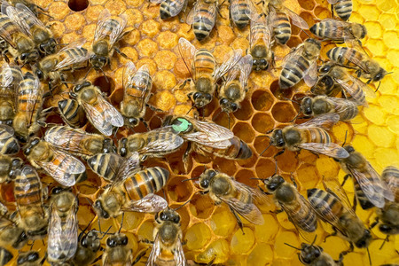 Symbolfoto Bienen