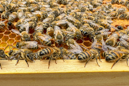 Symbolfoto Bienen