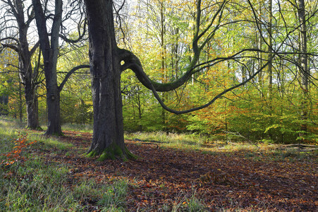 NATURE ART: Herbstlaub / Autumn Leaves Bodypainting
