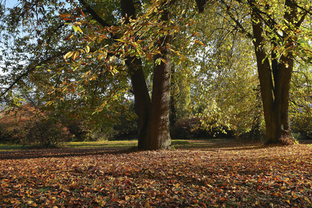 NATURE ART: Herbstlaub / Autumn Leaves Bodypainting