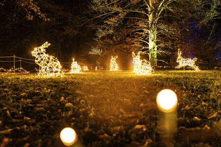 Christmas Garden 2024 in Dresden