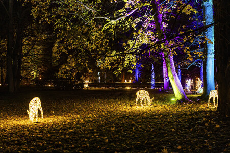 Christmas Garden 2024 in Dresden