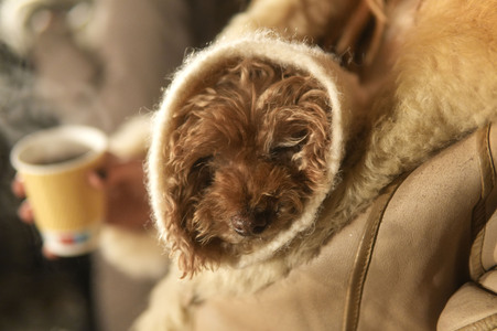 Alt-Rixdorfer Weihnachtsmarkt in Berlin