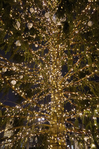 Weihnachtszeit am Pariser Platz in Berlin