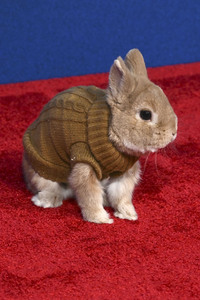 Filmpremiere 'Schneewittchen' in Los Angeles