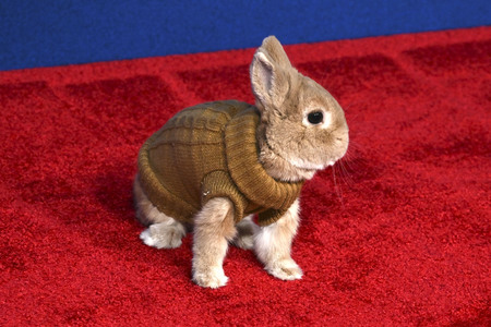 Filmpremiere 'Schneewittchen' in Los Angeles