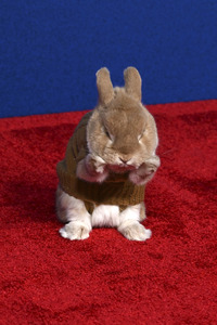 Filmpremiere 'Schneewittchen' in Los Angeles