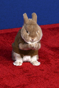 Filmpremiere 'Schneewittchen' in Los Angeles