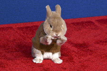 Filmpremiere 'Schneewittchen' in Los Angeles