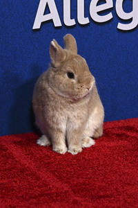 Filmpremiere 'Schneewittchen' in Los Angeles