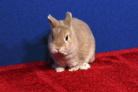 Filmpremiere 'Schneewittchen' in Los Angeles