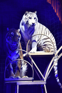 Circus Krone Premiere 'Farbenspiel - Gold Edition' in München