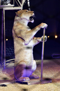 Circus Krone Premiere 'Farbenspiel - Gold Edition' in München