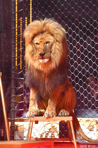 Circus Krone Premiere 'Farbenspiel - Gold Edition' in München