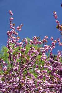 Kirschblüte in Berlin