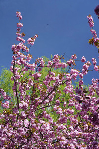 Kirschblüte in Berlin