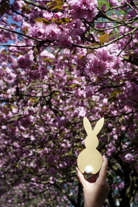 Kirschblüte in Berlin