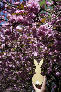 Kirschblüte in Berlin