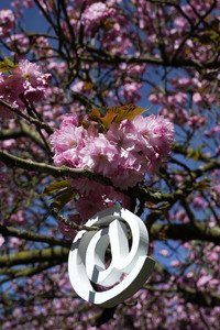 Kirschblüte in Berlin