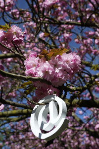 Kirschblüte in Berlin