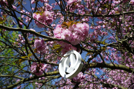 Kirschblüte in Berlin