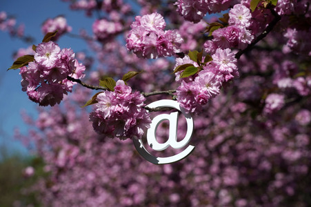 Kirschblüte in Berlin