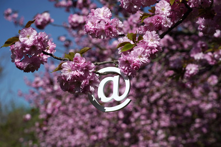 Kirschblüte in Berlin