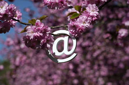 Kirschblüte in Berlin