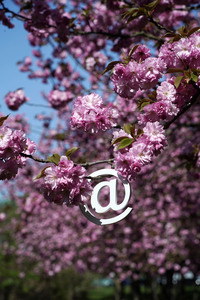 Kirschblüte in Berlin