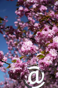 Kirschblüte in Berlin