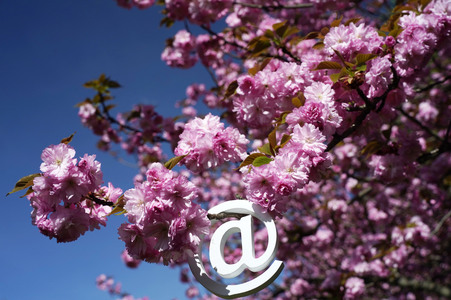 Kirschblüte in Berlin