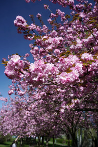 Kirschblüte in Berlin