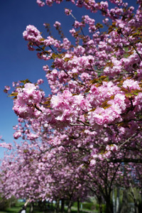 Kirschblüte in Berlin