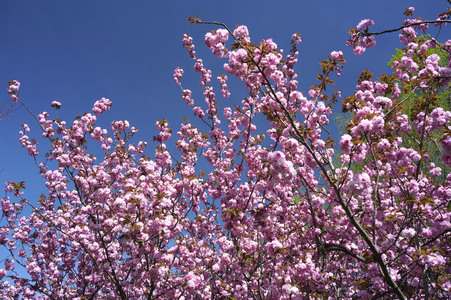 Kirschblüte in Berlin