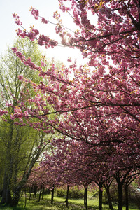 Kirschblüte in Berlin