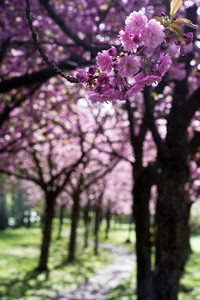 Kirschblüte in Berlin