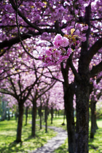 Kirschblüte in Berlin
