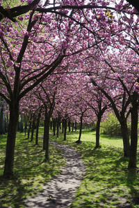 Kirschblüte in Berlin