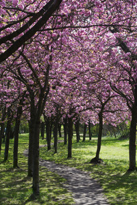 Kirschblüte in Berlin
