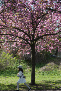 Kirschblüte in Berlin