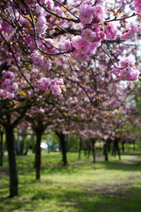 Kirschblüte in Berlin