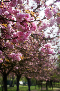 Kirschblüte in Berlin