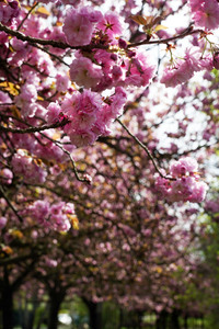 Kirschblüte in Berlin