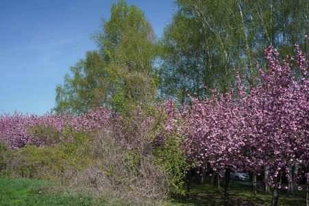 Kirschblüte in Berlin