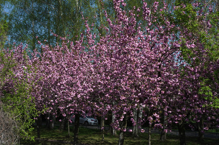 Kirschblüte in Berlin