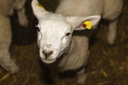 Symbolfoto Osterlamm