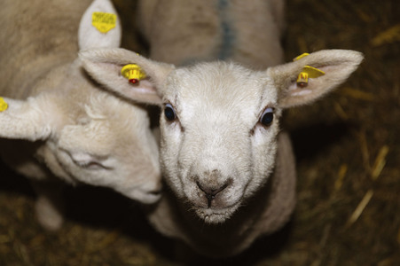 Symbolfoto Osterlamm