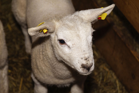 Symbolfoto Osterlamm